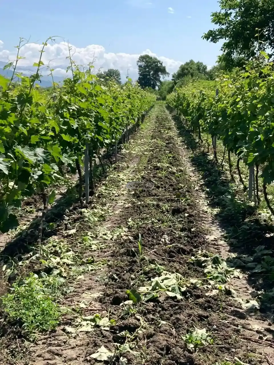 Vineyard in Kvareli, Kindzmarauli Microzone