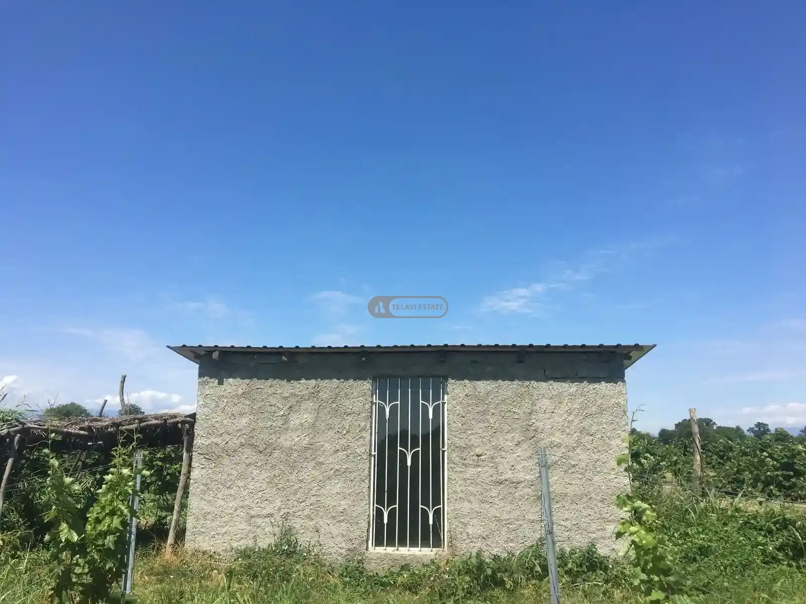Vineyard in Kvareli, Kindzmarauli Microzone