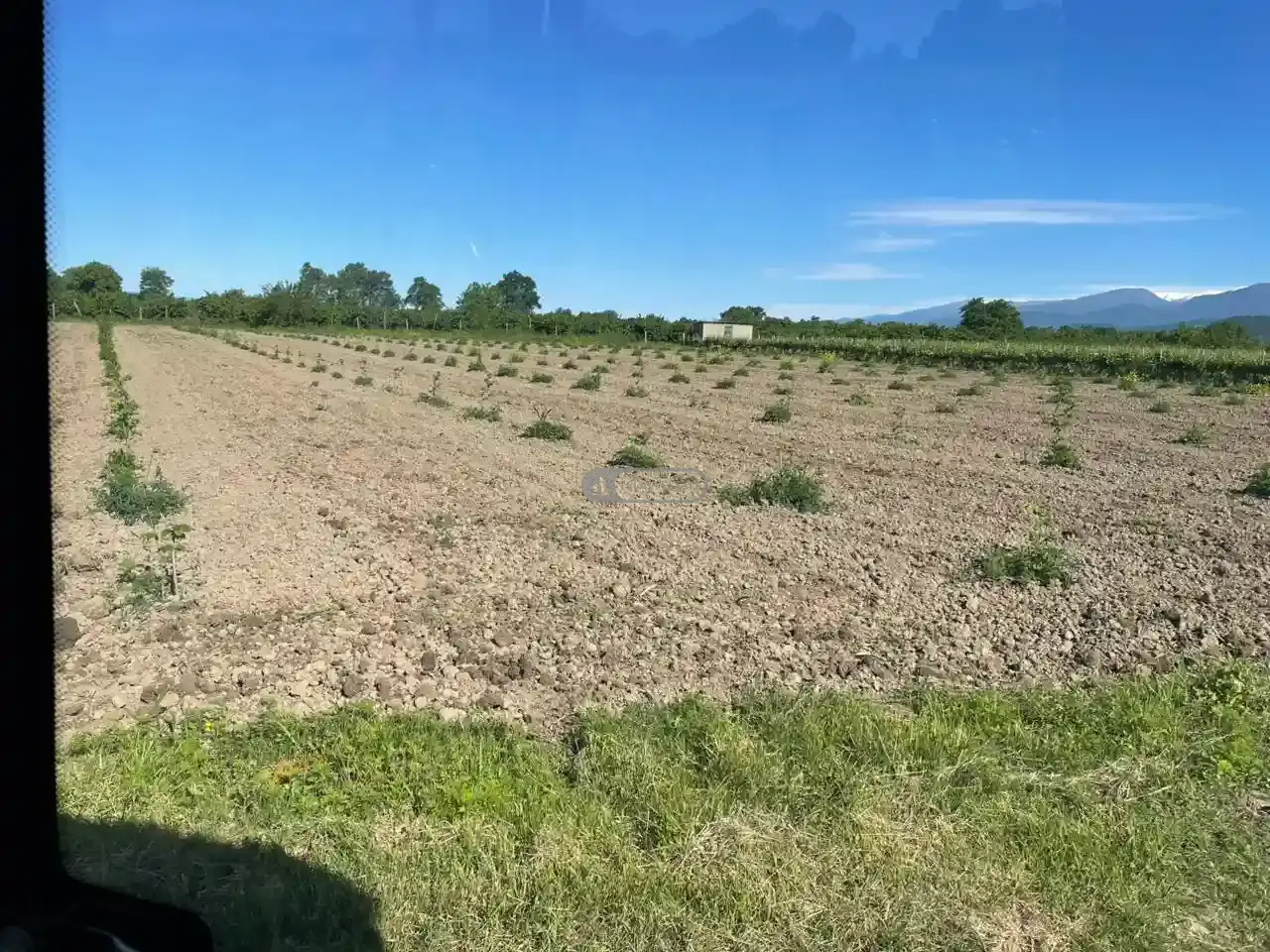Vineyard in Kvareli, Kindzmarauli Microzone