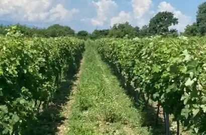 Vineyard in Kvareli, Kindzmarauli Microzone