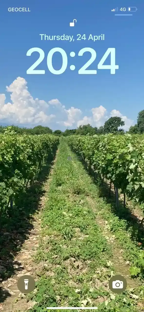 Vineyard in Kvareli, Kindzmarauli Microzone