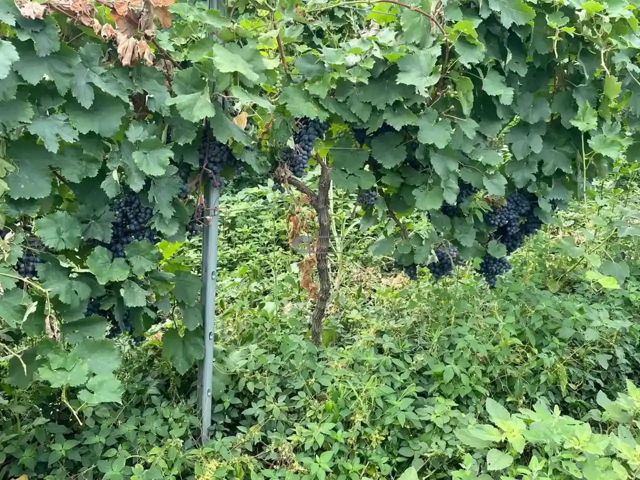Vineyard in Kvareli, Kindzmarauli Microzone
