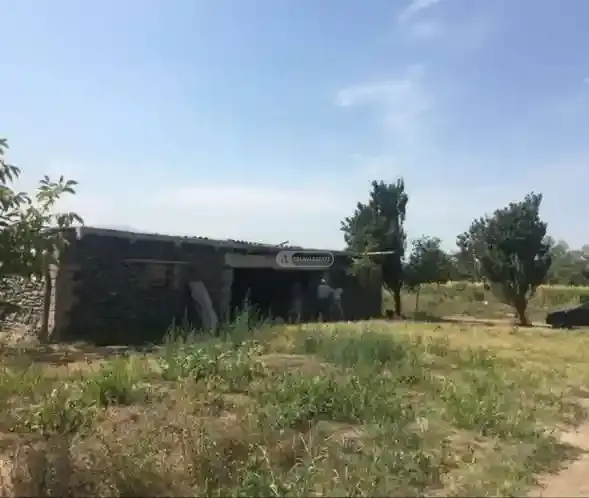 ვენახი შაქრიანთან