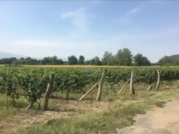 ვენახი შაქრიანთან