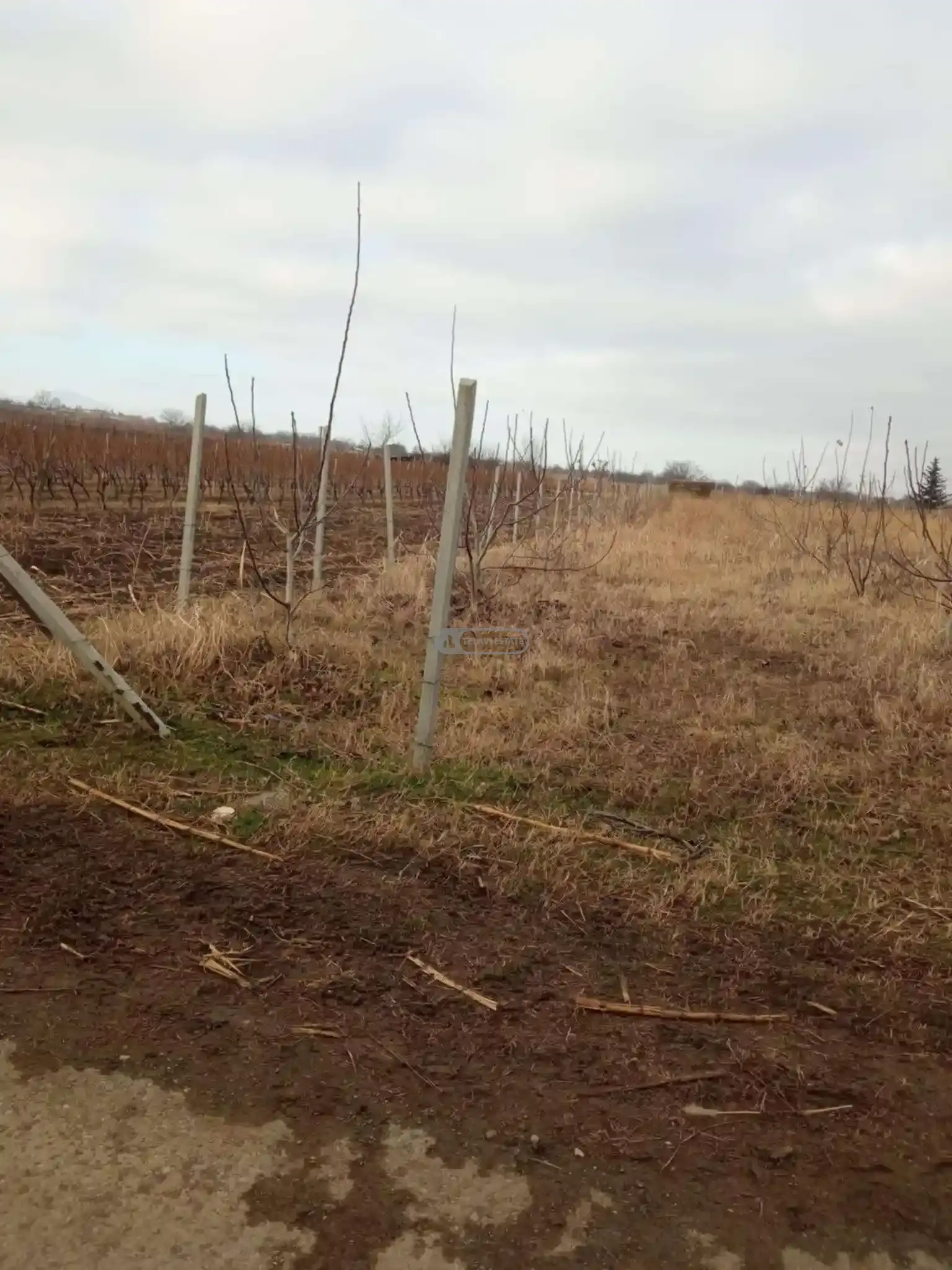 მიწის ნაკვეთი სოფელ კურდღელაურში