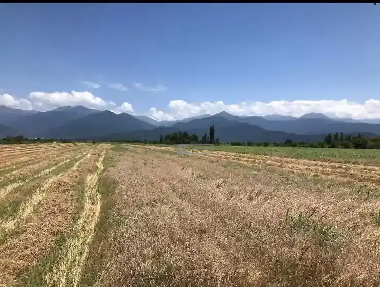 მიწის ნაკვეთი ახალსოფელში