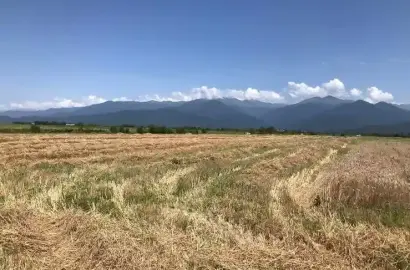 მიწის ნაკვეთი ახალსოფელში