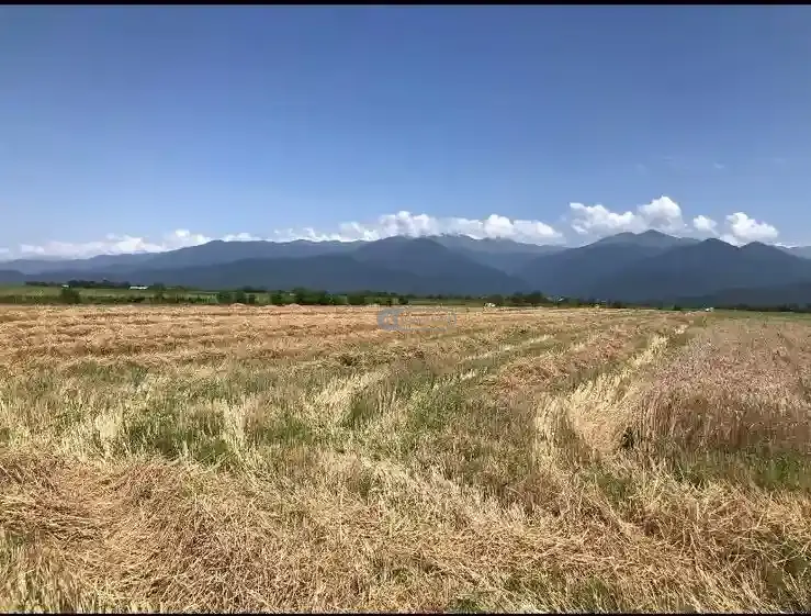 მიწის ნაკვეთი ახალსოფელში