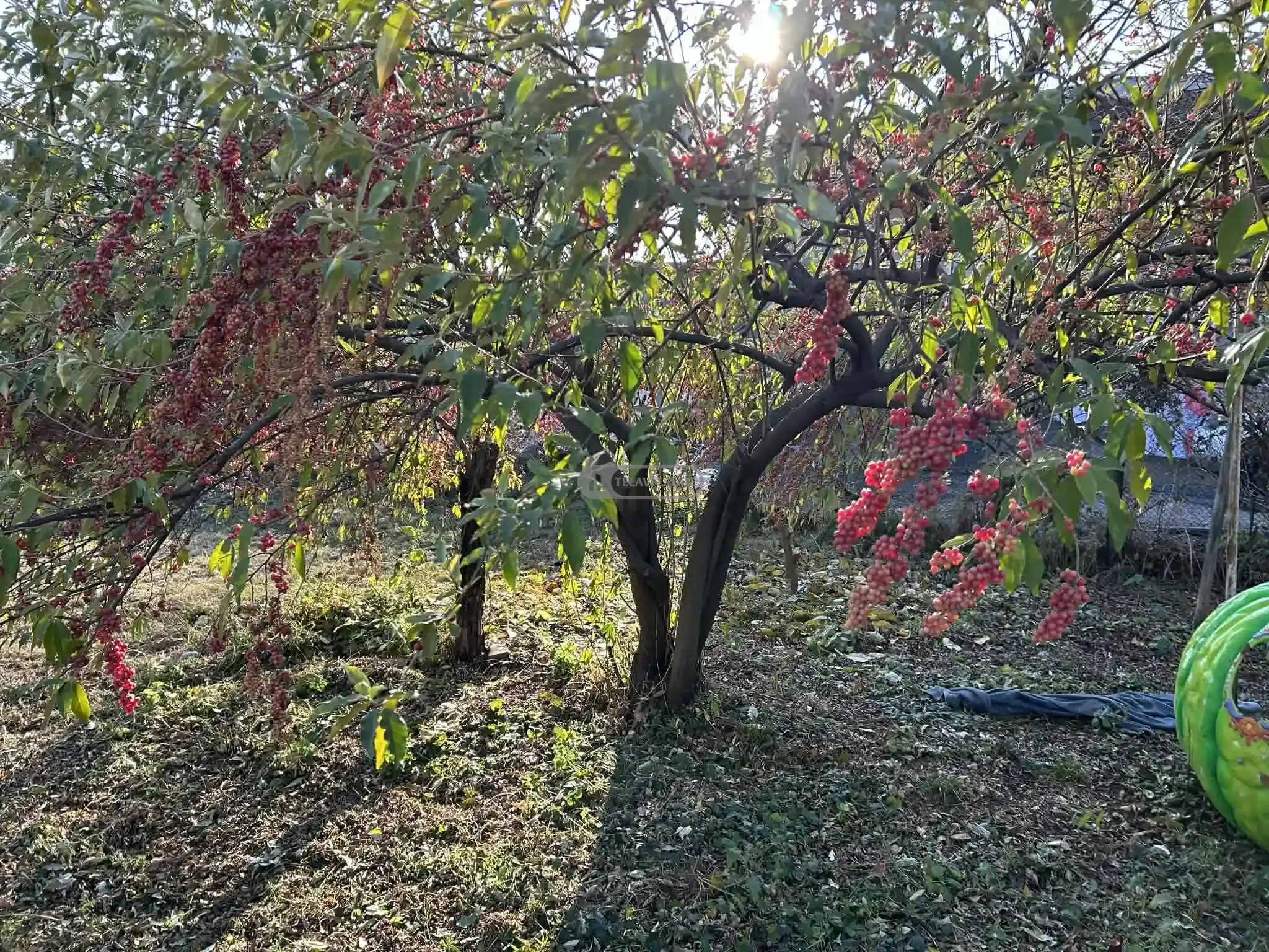 ქირავდება სახლი თელავში