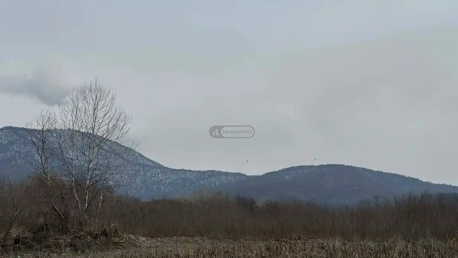 მიწის ნაკვეთი ლაგოდეხში, მაწიმში