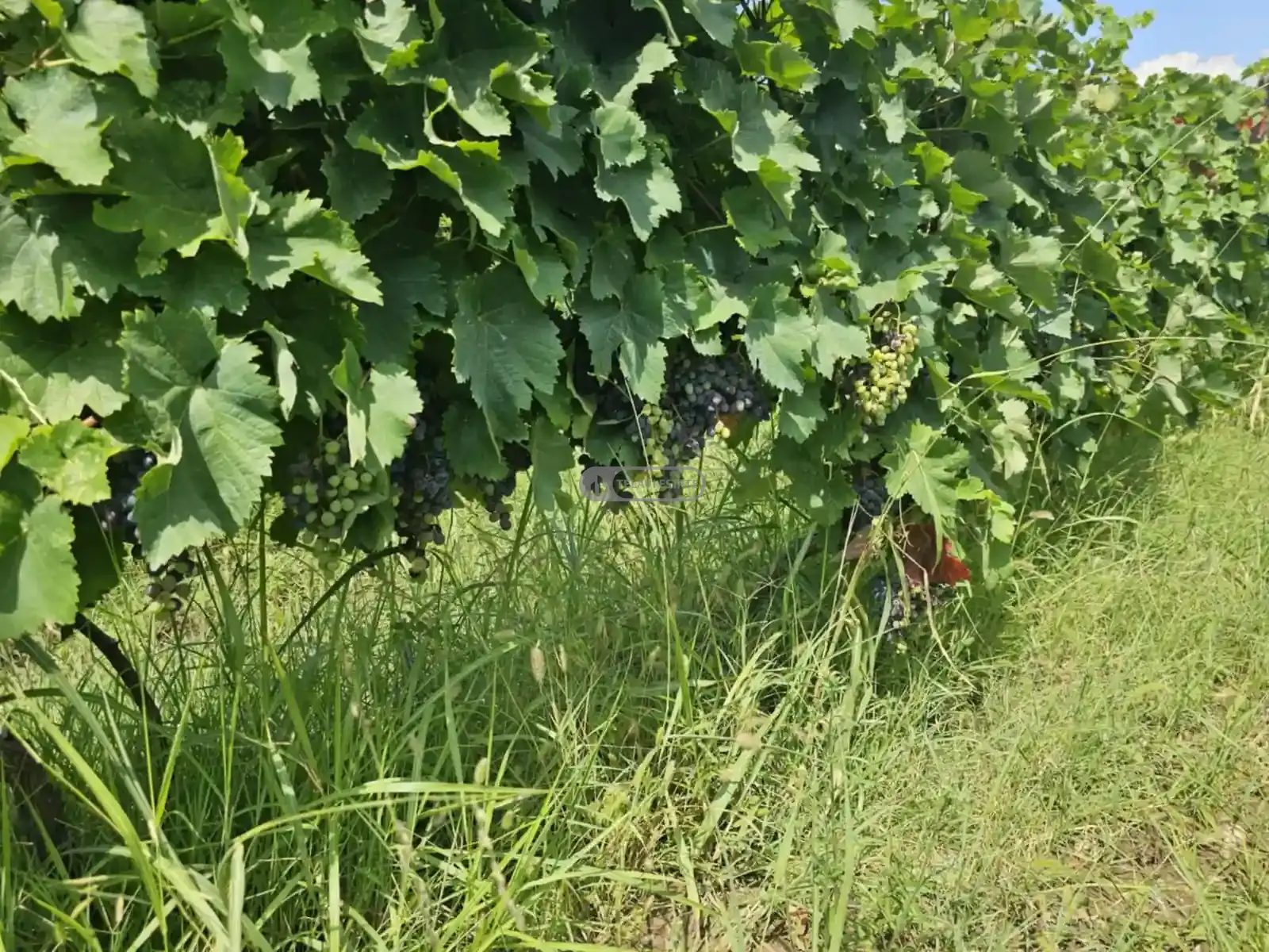 ვენახი კონდოლში