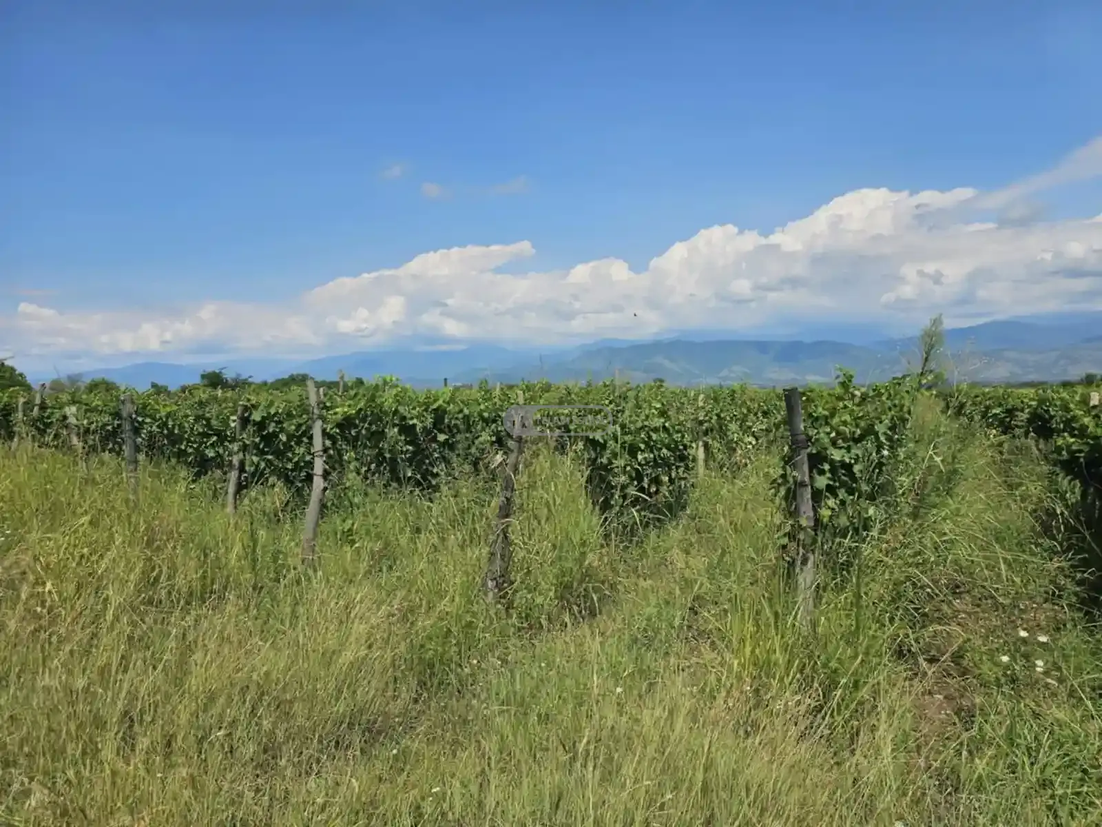 ვენახი კონდოლში