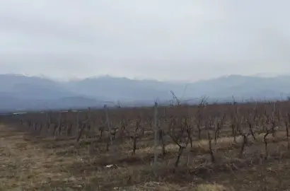 Виноградник в Кондоли