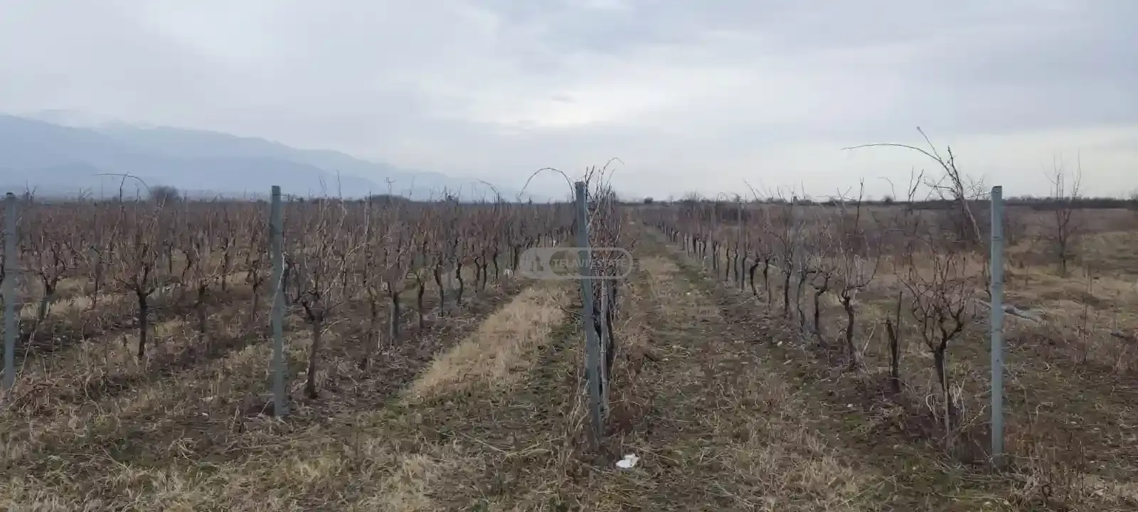 ვენახი კონდოლში