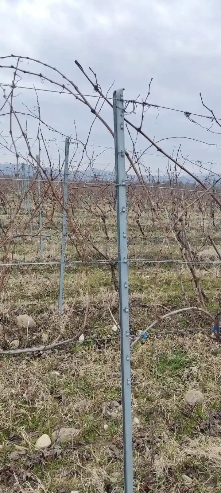 ვენახი კონდოლში