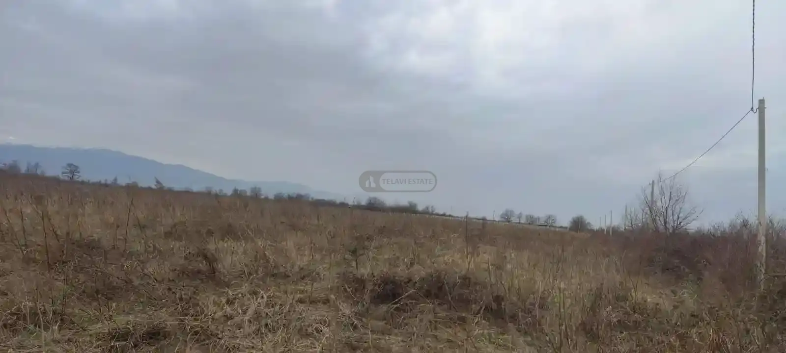 ვენახი კონდოლში