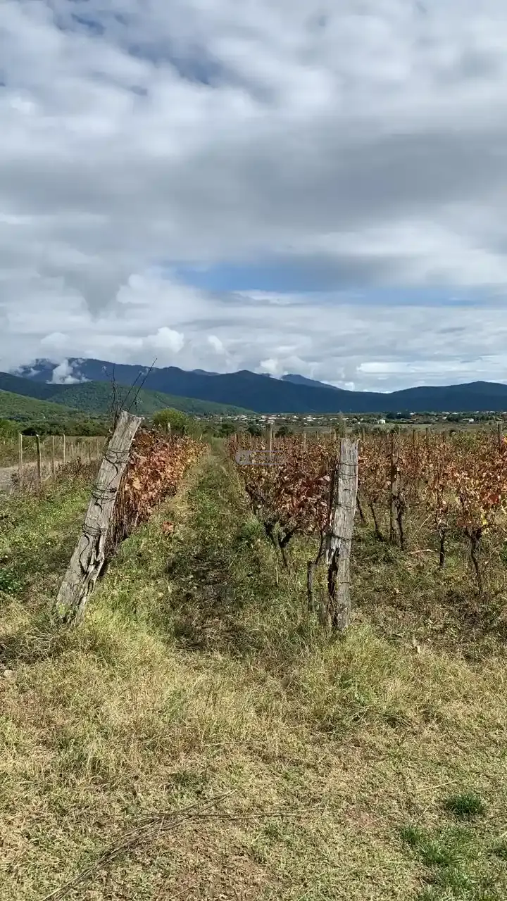 ვენახი სოფელ გრემში