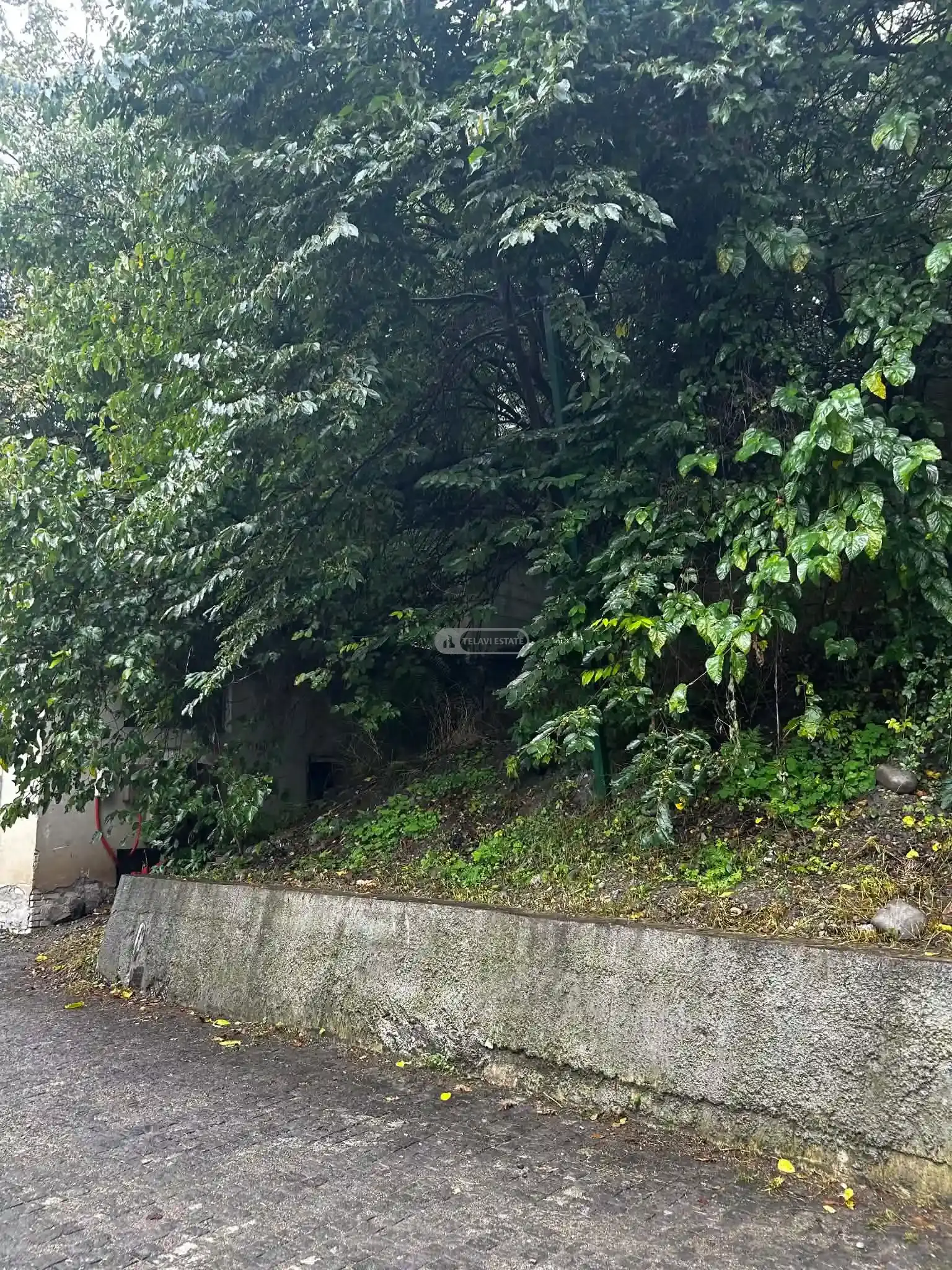 Land Plot Near the Historic Plane Tree