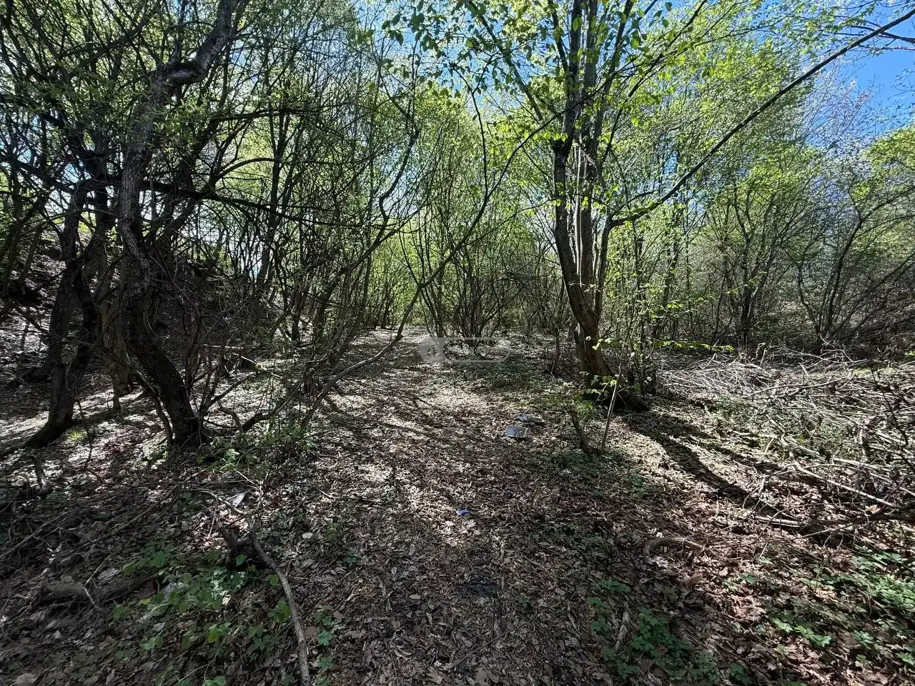 მიწის ნაკვეთი შალაურში